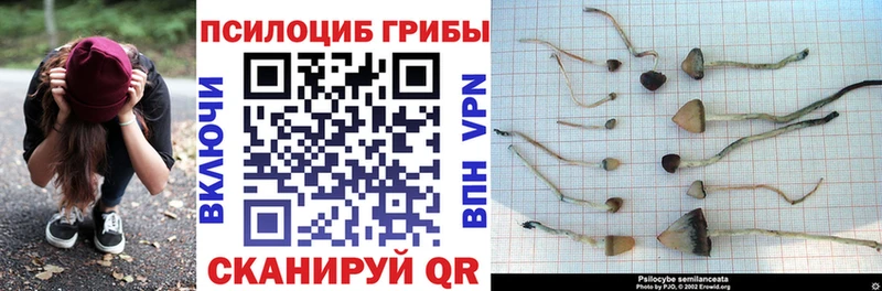 Галлюциногенные грибы Psilocybe  Липки 